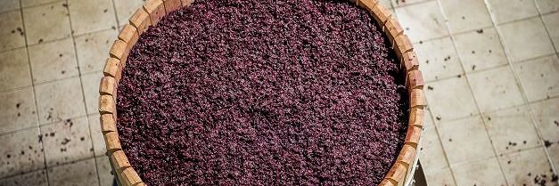 peyrassol_atelier_vin_cuvier_vendanges.jpg
