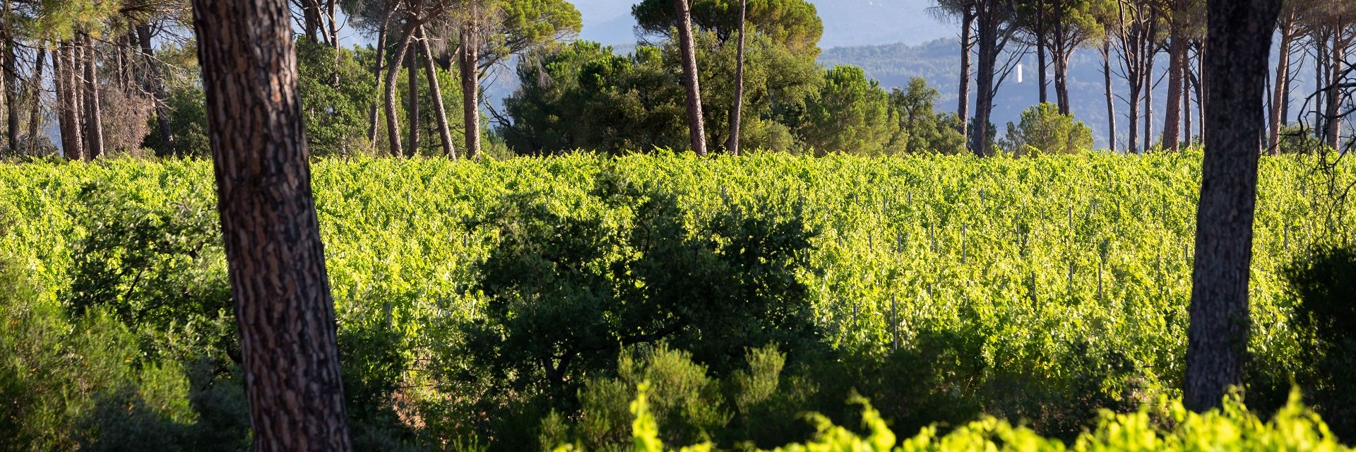 terroir_ndda_hd_020_herve_fabre_civp.jpg