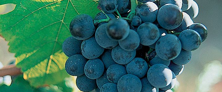 cep_syrah_2_francoismillo.com_civp.jpg