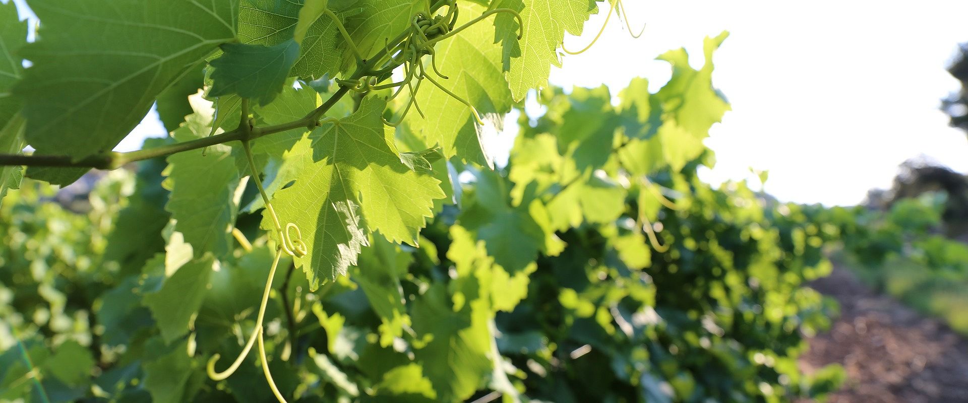 provence_vignes.jpg