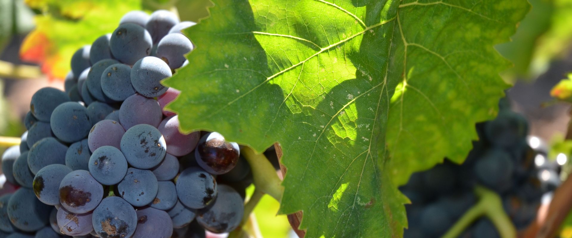 cep_carignan_2_francoismillo.com_civp.jpg