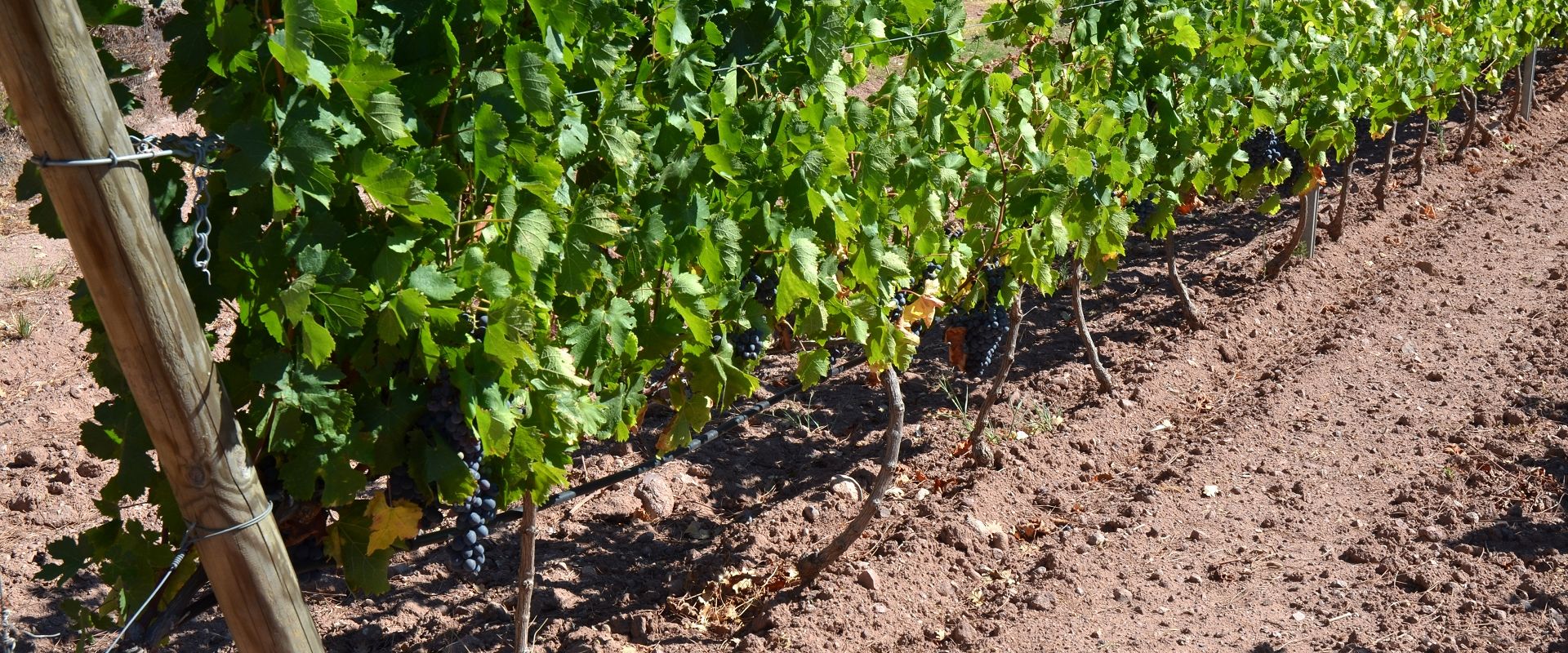 cep_cinsault_3_francoismillo.com_civp.jpg