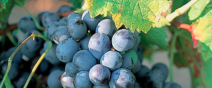 cep_cinsault_big_francoismillo.com_civp.jpg