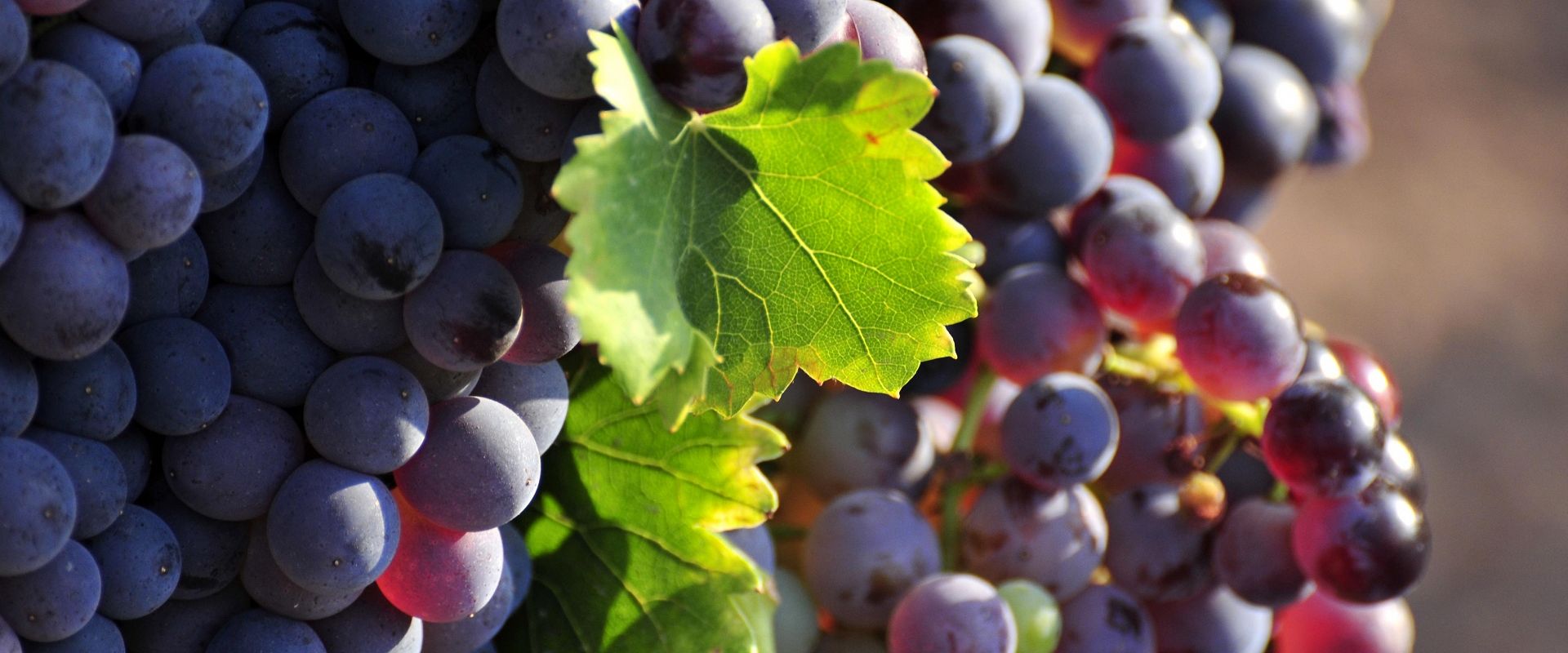 cep_grenache_090826_francoismillo.com_civp.jpg