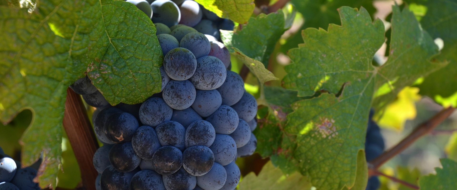 cep_grenache_2_francoismillo.com_civp.jpg