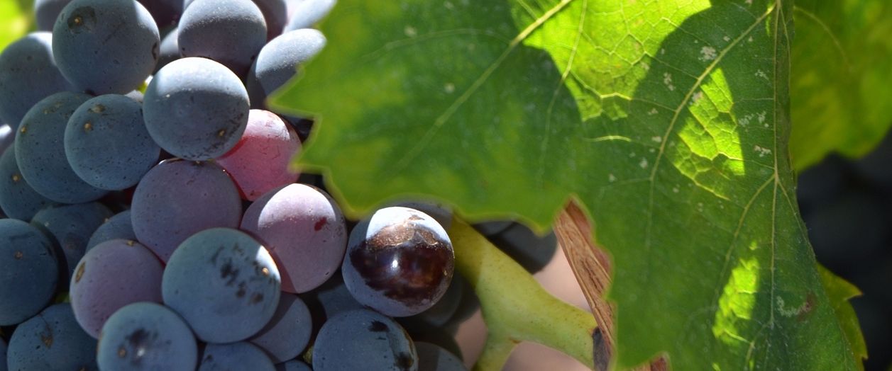 cep_carignan_3_francoismillo.com_civp.jpg