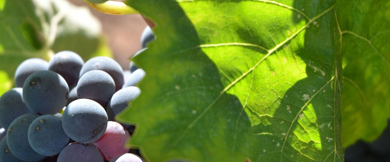 cep_carignan_3_francoismillo.com_civp.jpg