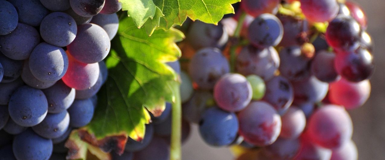 cep_grenache_090525_francoismillo.com_civp.jpg