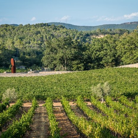 vendanges_a_peyrassol_vue_des_vignes_du_domaine.jpg