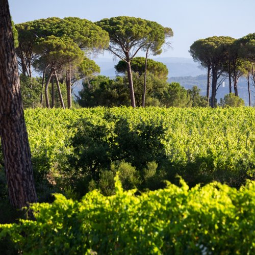terroir_ndda_hd_020_herve_fabre_civp.jpg
