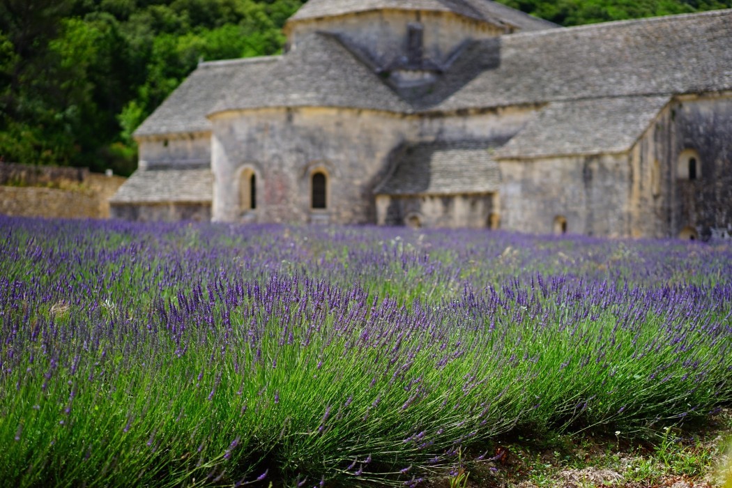 lavender_1275377_1920.jpg