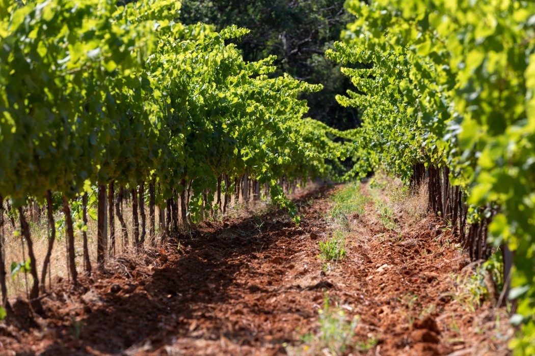 Rosé des Anges - Avenue des Vins