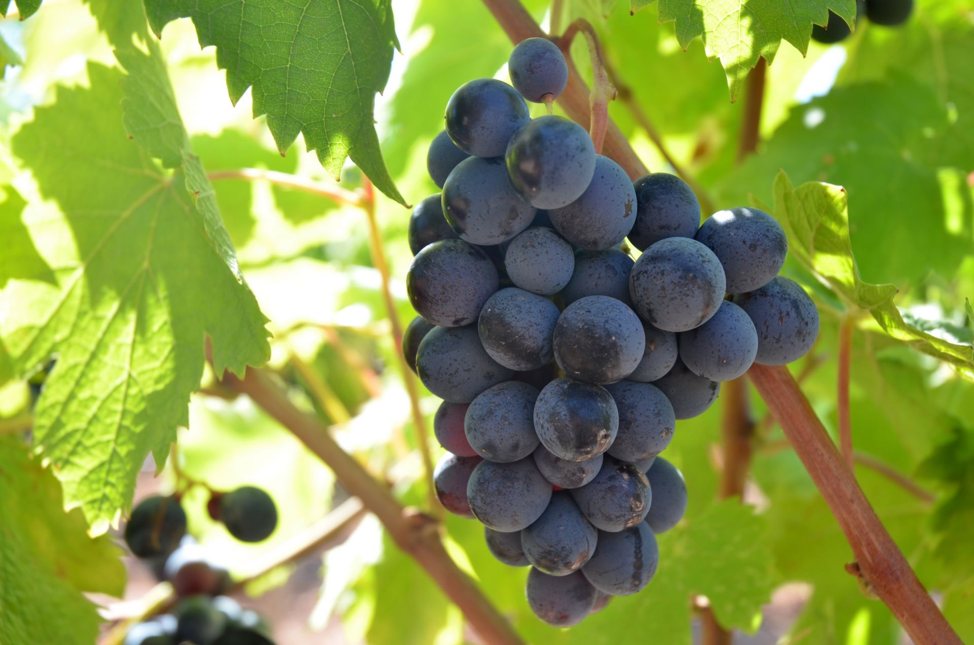 cep_cinsault_2_francoismillo.com_civp.jpg
