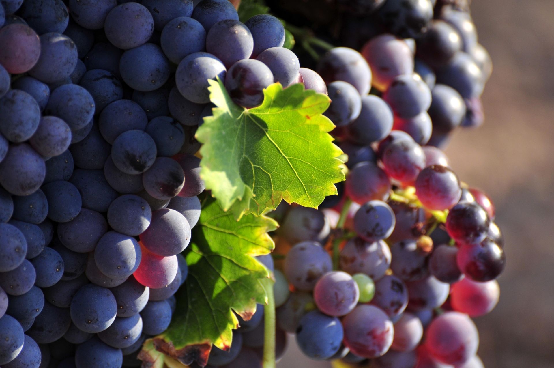 cep_grenache_090826_francoismillo.com_civp.jpg