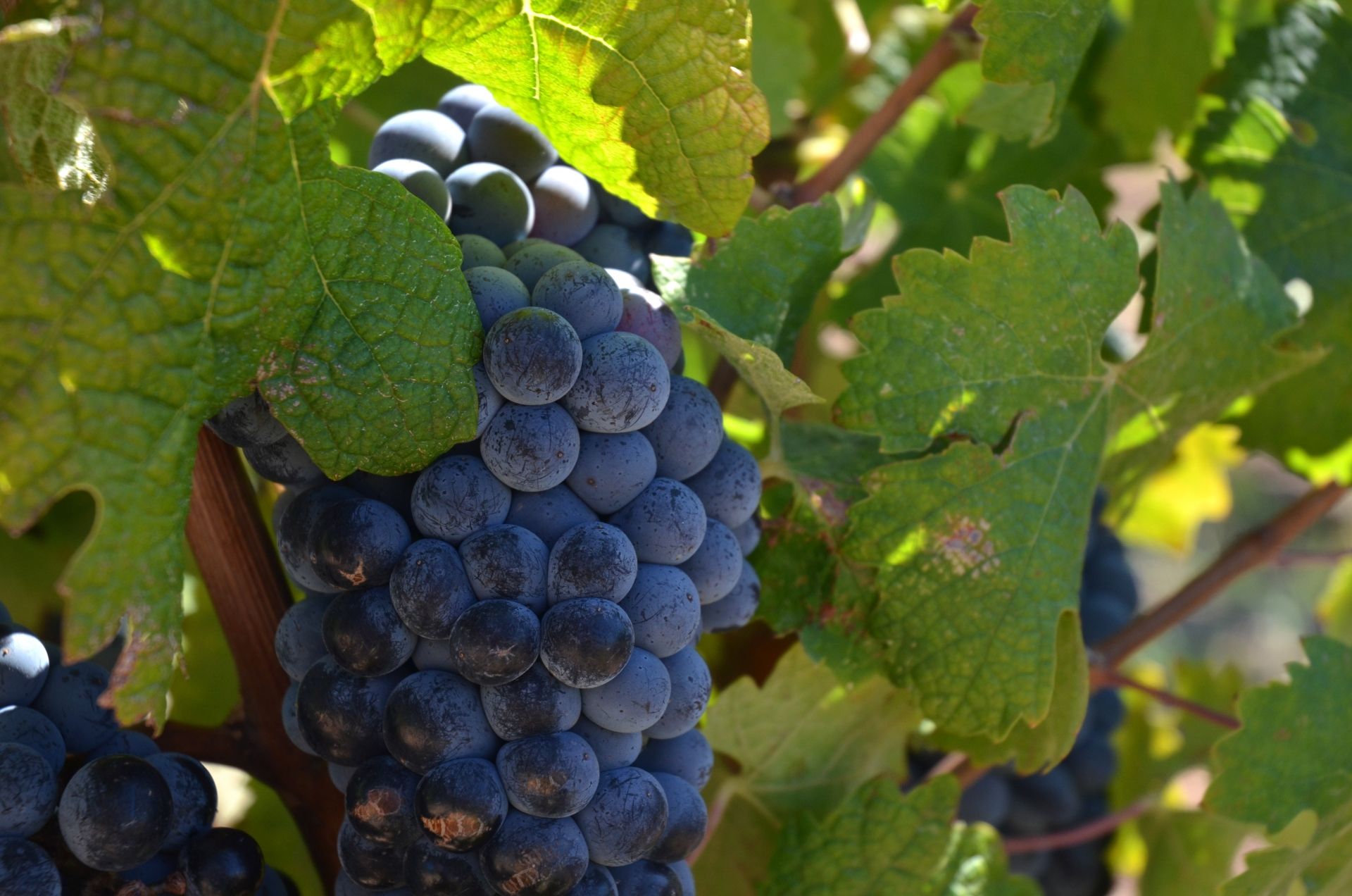 cep_grenache_2_francoismillo.com_civp.jpg