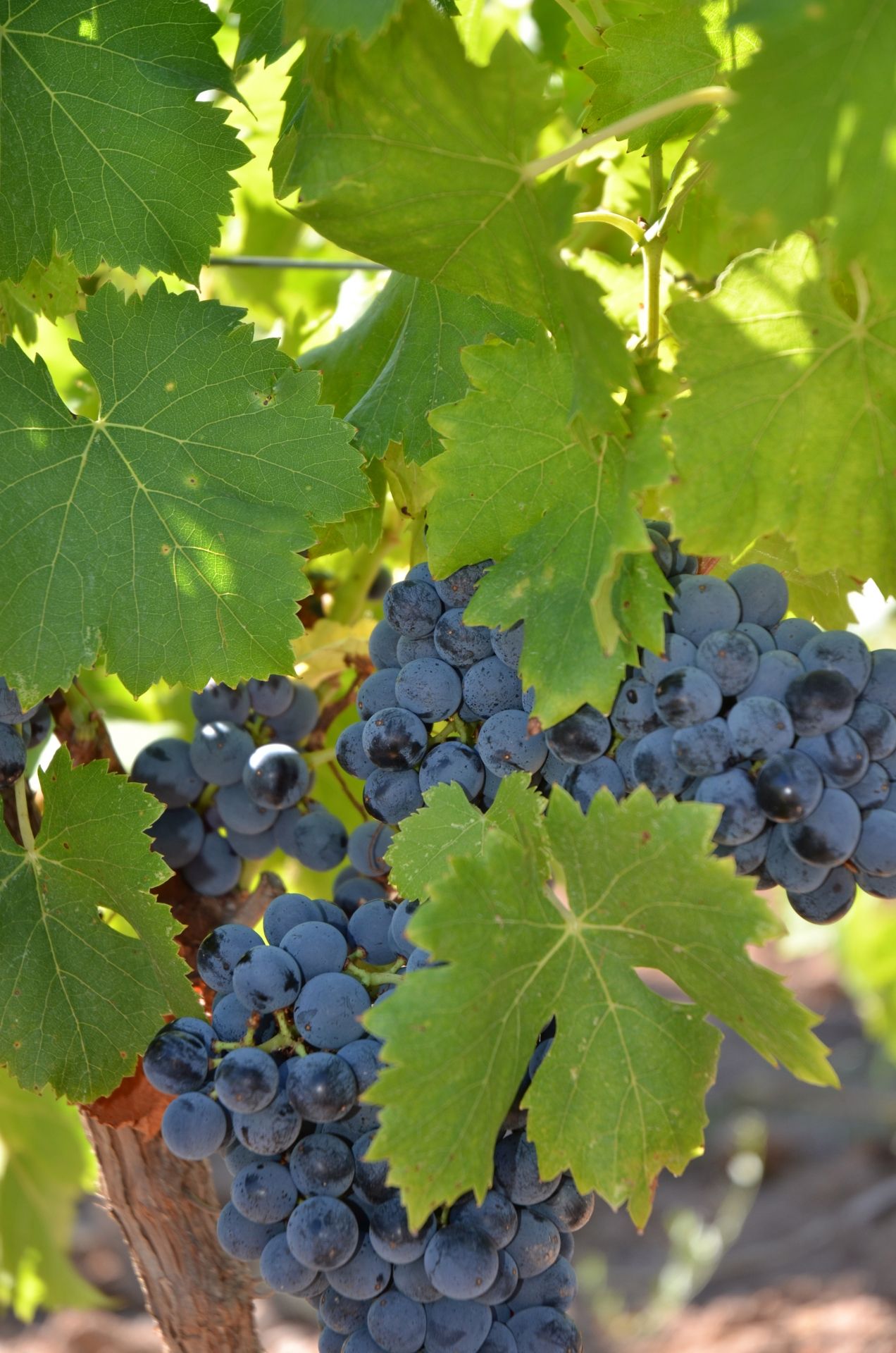 cep_grenache_3_francoismillo.com_civp.jpg
