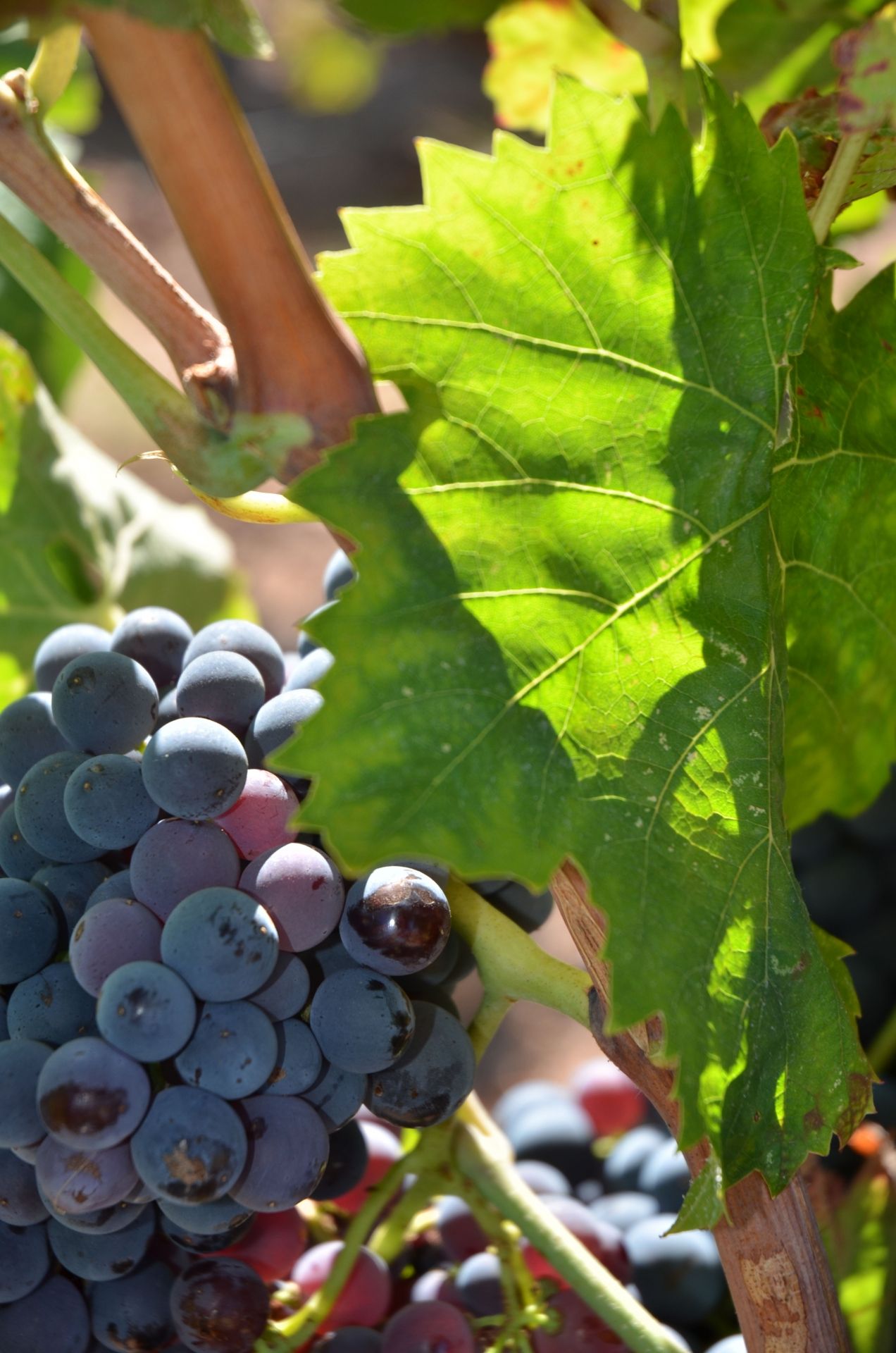 cep_carignan_3_francoismillo.com_civp.jpg