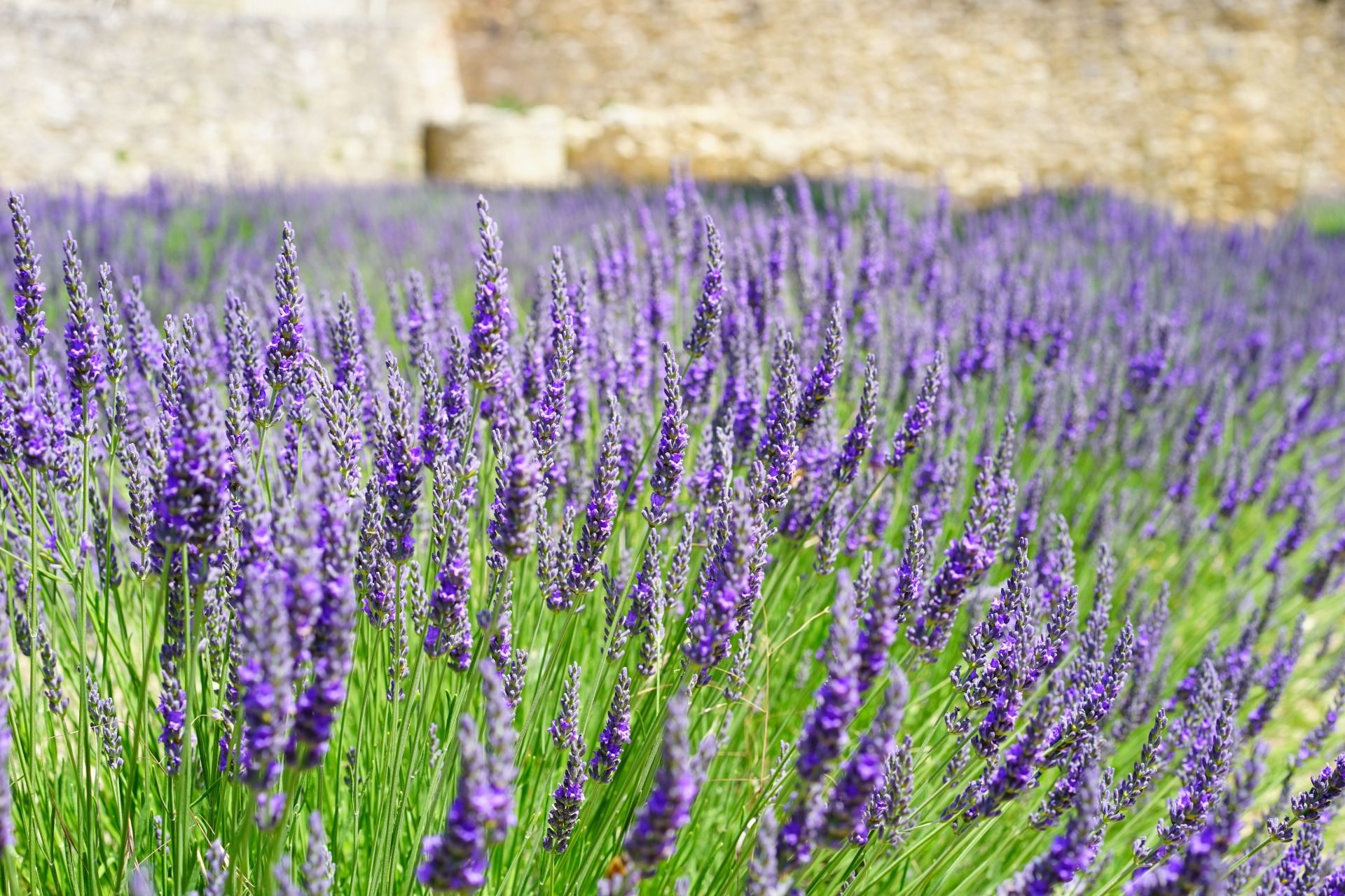 lavande_provence.jpeg