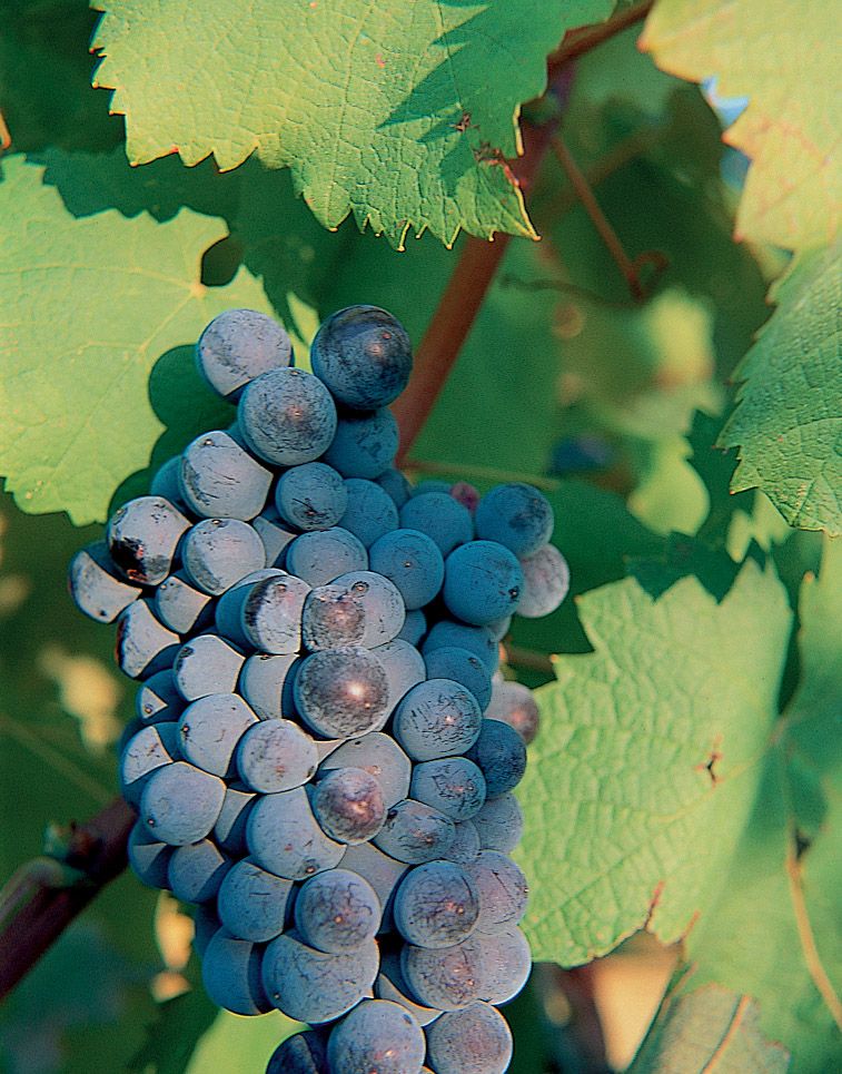 cep_mourvedre_2_francoismillo.com_civp.jpg