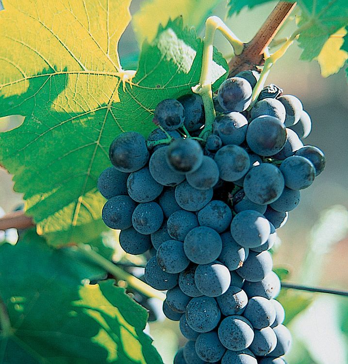 cep_syrah_2_francoismillo.com_civp.jpg