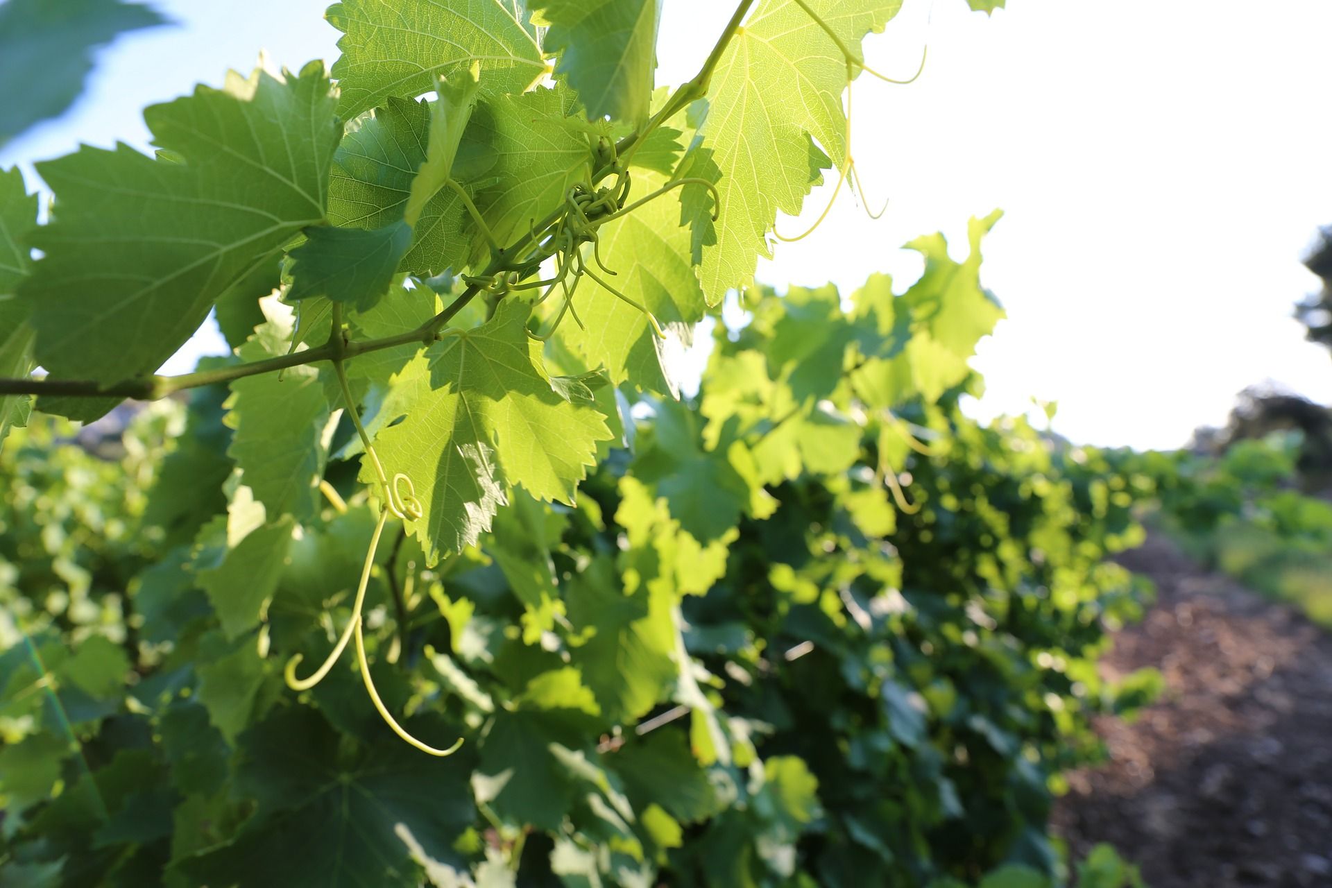 provence_vignes.jpg