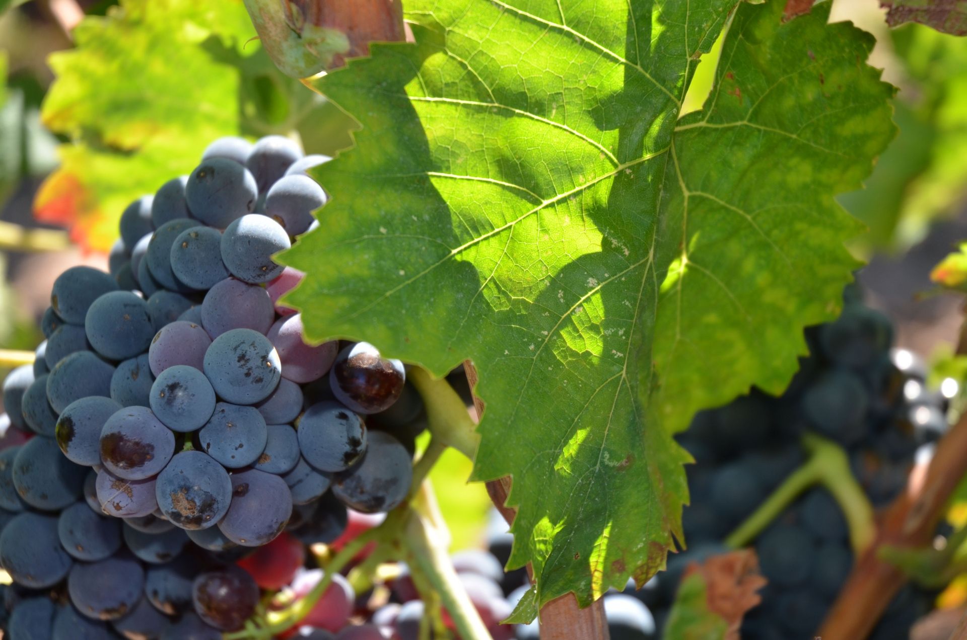 cep_carignan_2_francoismillo.com_civp.jpg