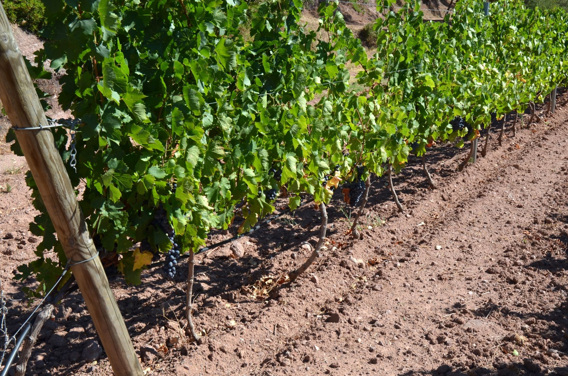 cep_cinsault_3_francoismillo.com_civp.jpg