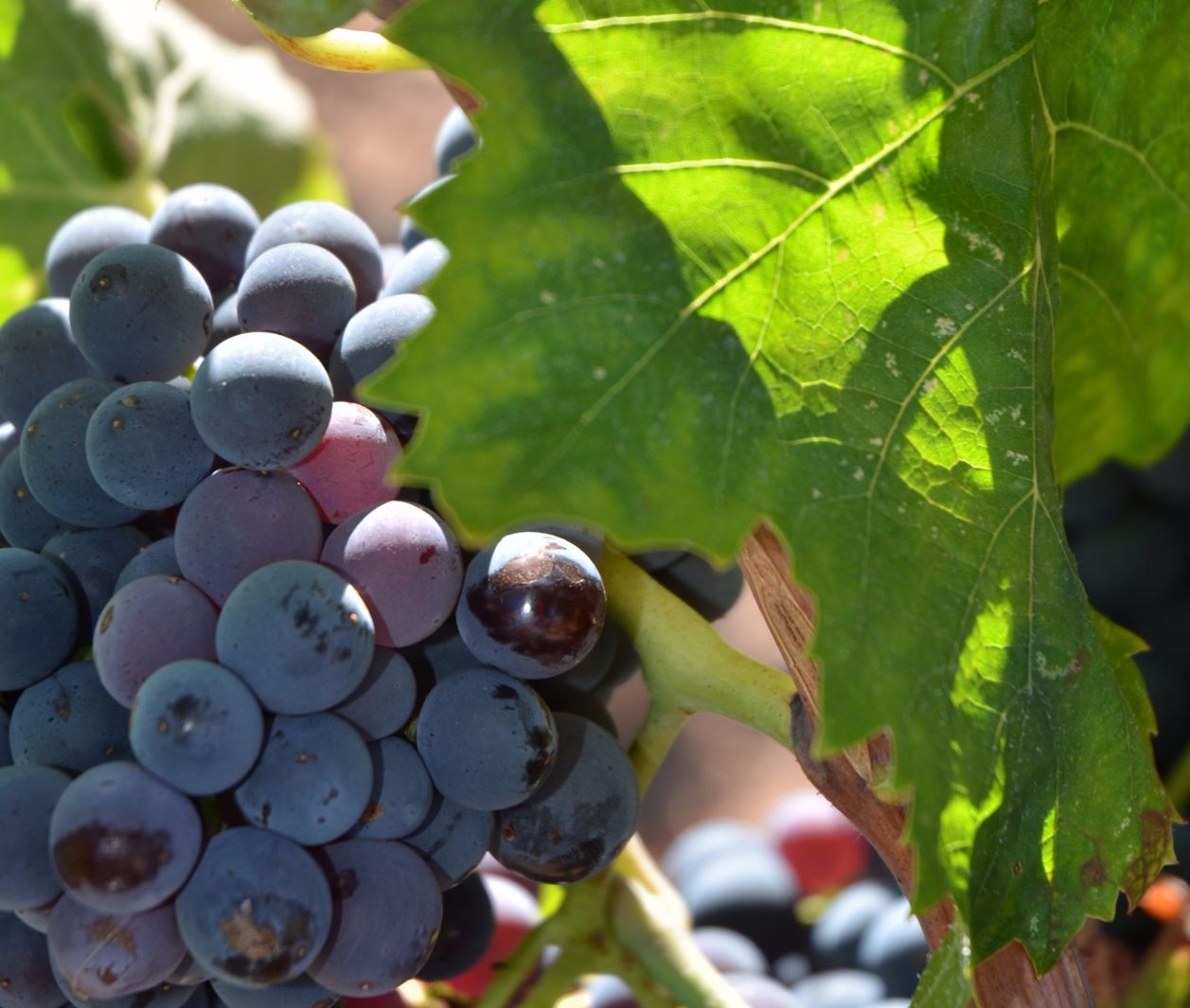 cep_carignan_3_francoismillo.com_civp.jpg