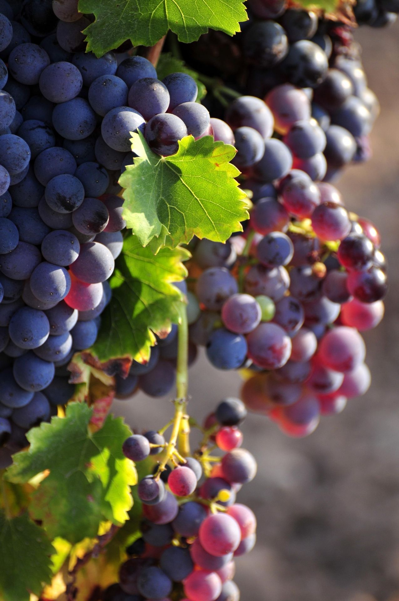 cep_grenache_090525_francoismillo.com_civp.jpg