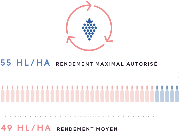 cotes_de_provence_4_rendement.png