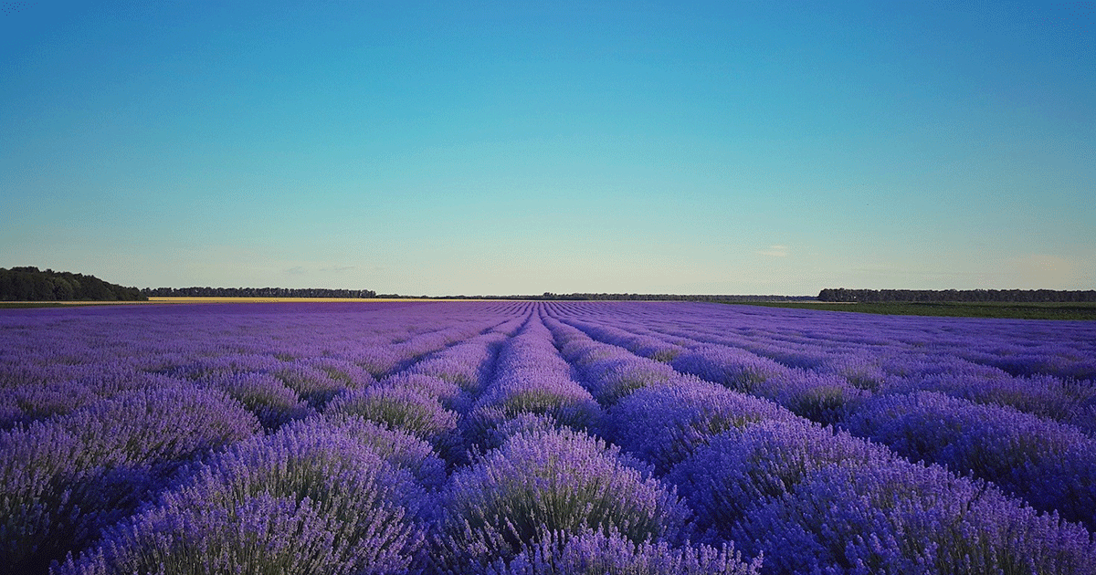 (c) Vinsdeprovence.com